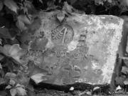 Fot. Tadeusz Sławomir Lisiecki