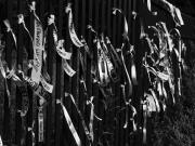 fot. Tadeusz Lisiecki