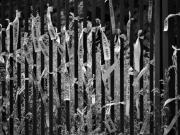 fot. Tadeusz Lisiecki